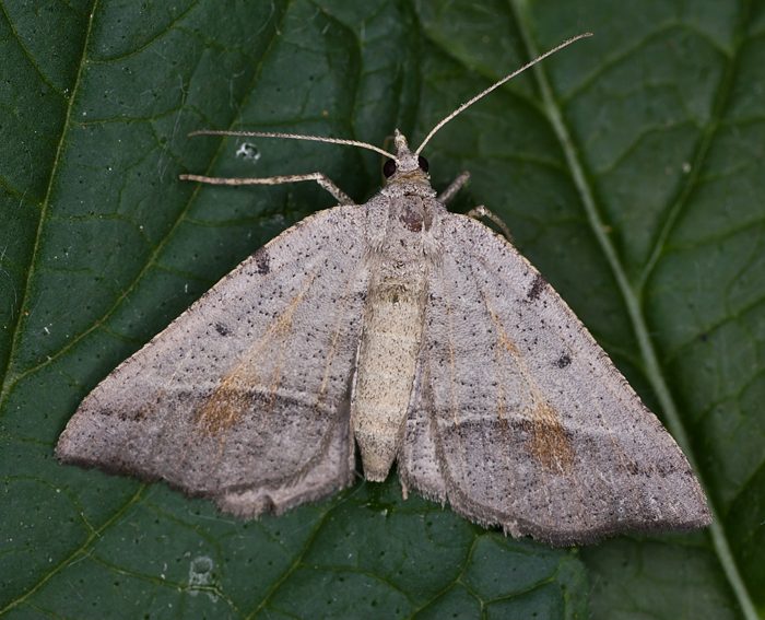 Auen-Eckfl�gelspanner (Macaria artesiaria)