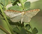 Braunrandiger Zwergspanner (Idaea humiliata) [2647 views]