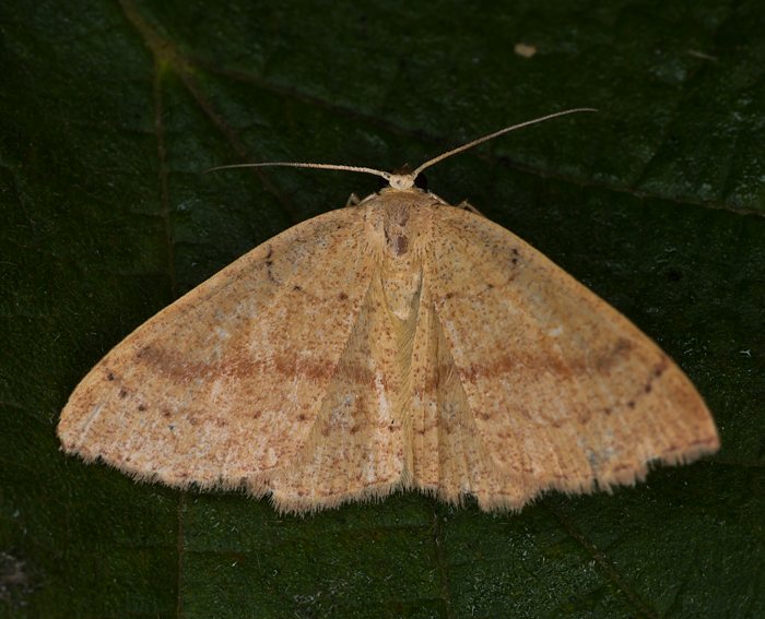 Braunroter Eichen-G�rtelpuppenspanner (Cyclophora ruficiliaria)