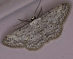 Grauer Zwergspanner (Idaea seriata) [3553 views]