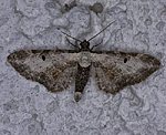 Beifu�-Bl�tenspanner (Eupithecia succenturiata) [2936 views]