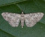 Felsrasen-Glockenblumen-Bl�tenspanner (Eupithecia impurata) [2722 views]