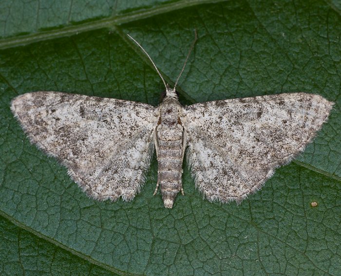 Felsrasen-Glockenblumen-Bl�tenspanner (Eupithecia impurata)