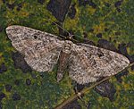 Schafgarben-Bl�tenspanner (Eupithecia icterata) [2579 views]