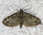 Graugr�ner Apfel-Bl�tenspanner (Pasiphila rectangulata) [2277 views]