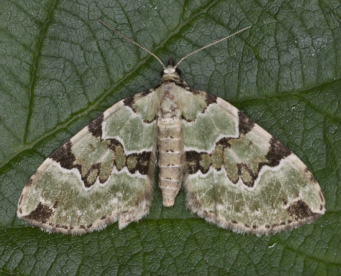 Prachtgr�ner Bindenspanner (Colostygia pectinataria)