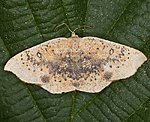 S�dlicher Ahornspanner (Cyclophora lennigiaria) [2403 views]