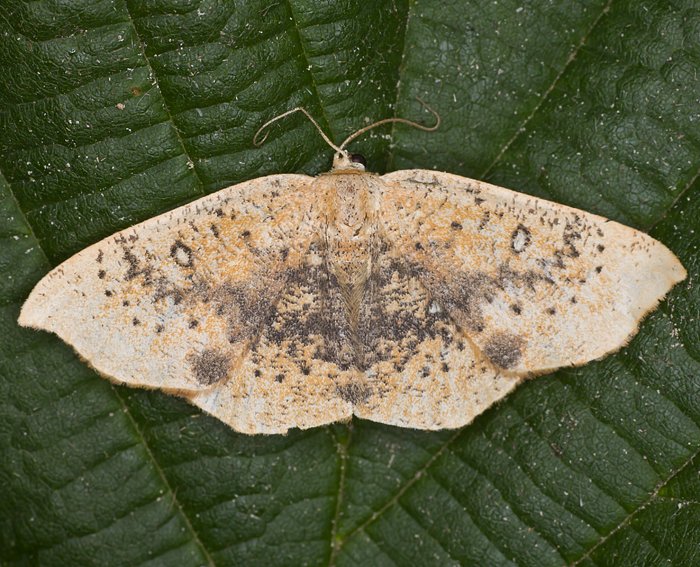 S�dlicher Ahornspanner (Cyclophora lennigiaria)