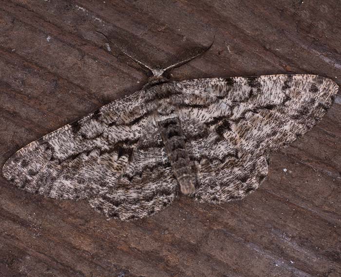 Gro�er Rindenspanner (Hypomecis roboraria)