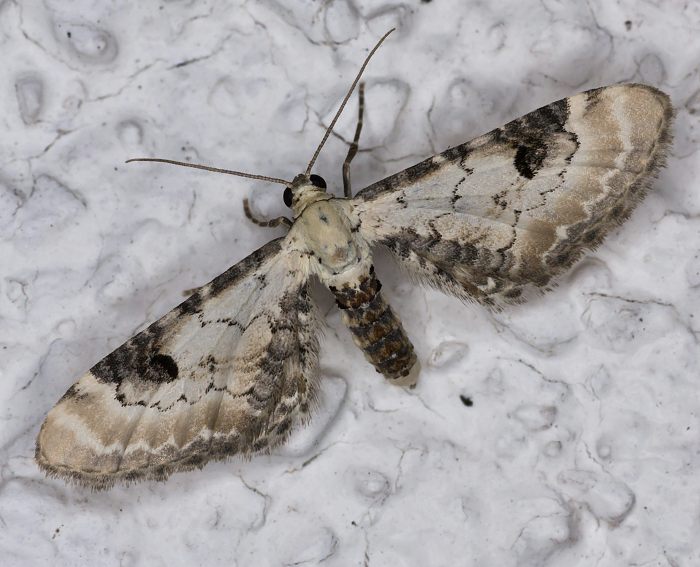 Mondfleckiger Bl�tenspanner (Eupithecia centaureata)