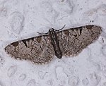 Obsthain-Bl�tenspanner (Eupithecia insigniata) [2284 views]