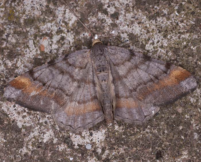 Violettgrauer Eckfl�gelspanner (Macaria liturata)