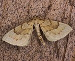 Schwefelgelber Haarb�schelspanner (Gandaritis pyraliata) [2197 views]