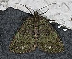 Heidelbeer-Palpenspanner (Hydriomena furcata) [2267 views]