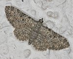 (Eupithecia semigraphata) [2249 views]