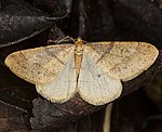 Orangegelber Breitfl�gelspanner  (Agriopis aurantiaria) [2451 views]