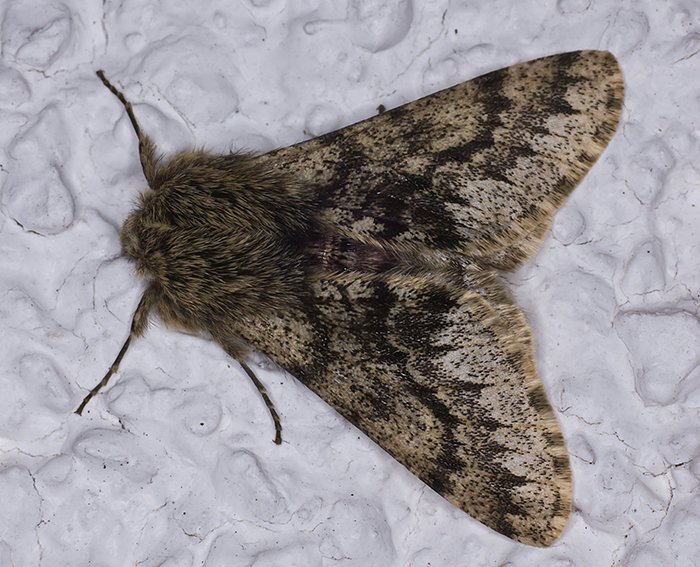 Gelbf�hler-Dickleibspanner(Apocheima hispidaria)