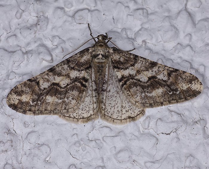 Wei�grauer Breitfl�gelspanner (Agriopis leucophaearia)