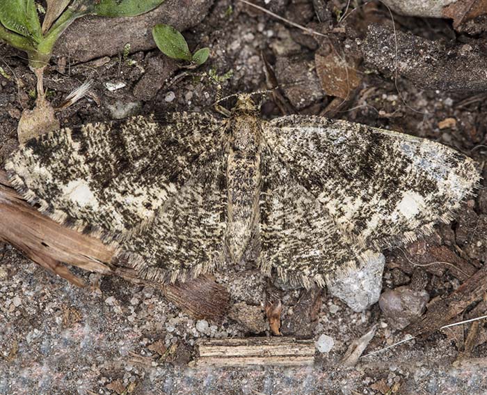 Wei�fleck-Rindenspanner (Parectropis similaria)