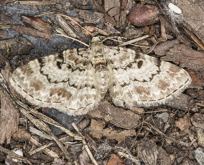 Fichtenzapfen-Bl�tenspanner (Eupithecia abietaria)