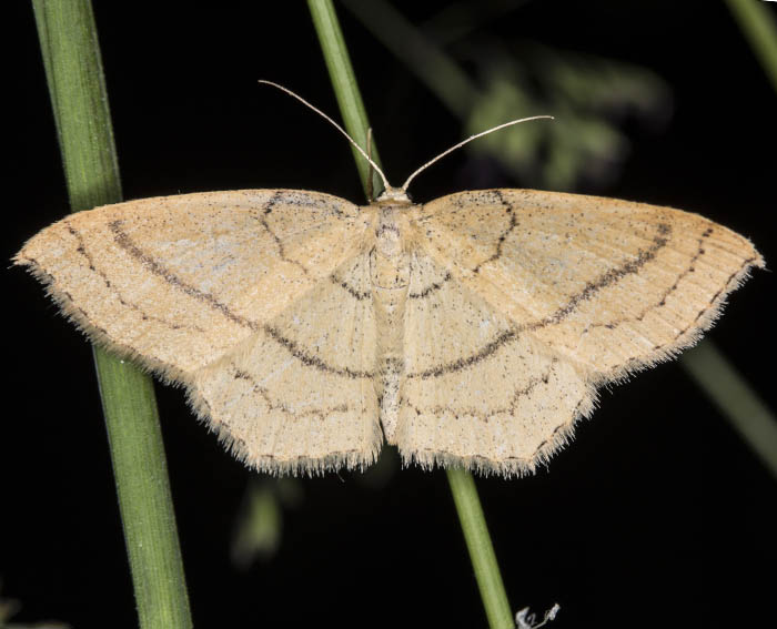 Rotbuchen-G�rtelpuppenspanner (Cyclophora linearia)