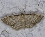 Graurandiger Zwergspanner (Idaea fuscovenosa) [1925 views]