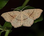 Gepunkteter Eichen-G�rtelpuppenspanner (Cyclophora punctaria) [2723 views]