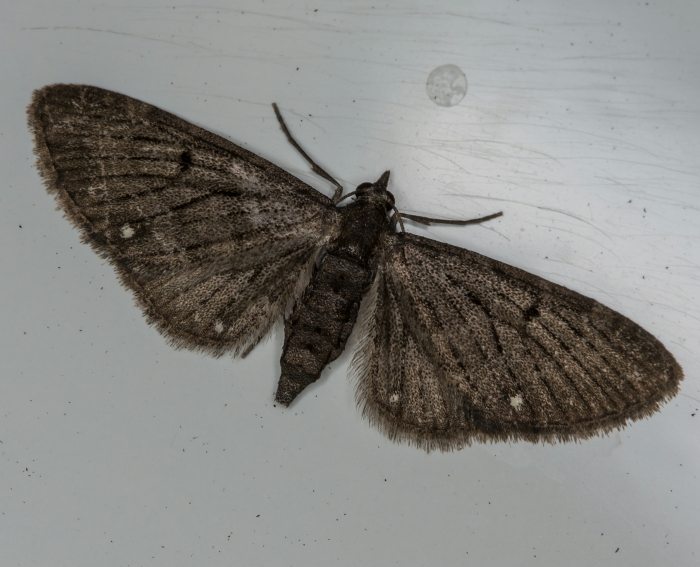 Dreipunkt-Bl�tenspanner (Eupithecia tripunctaria)