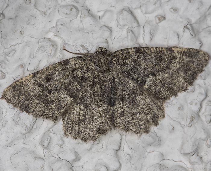 Gr�ngraugeb�nderter Felsen-Steinspanner (Charissa glaucinaria)