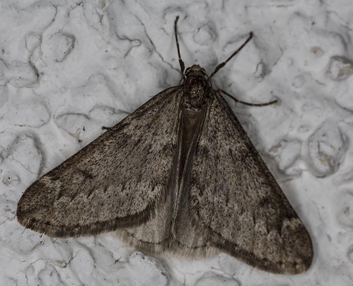 Fr�hlings-Kreuzfl�gel (Alsophila aescularia)