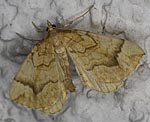 Honiggelber Haarb�schelspanner (Eulithis mellinata) [1666 views]