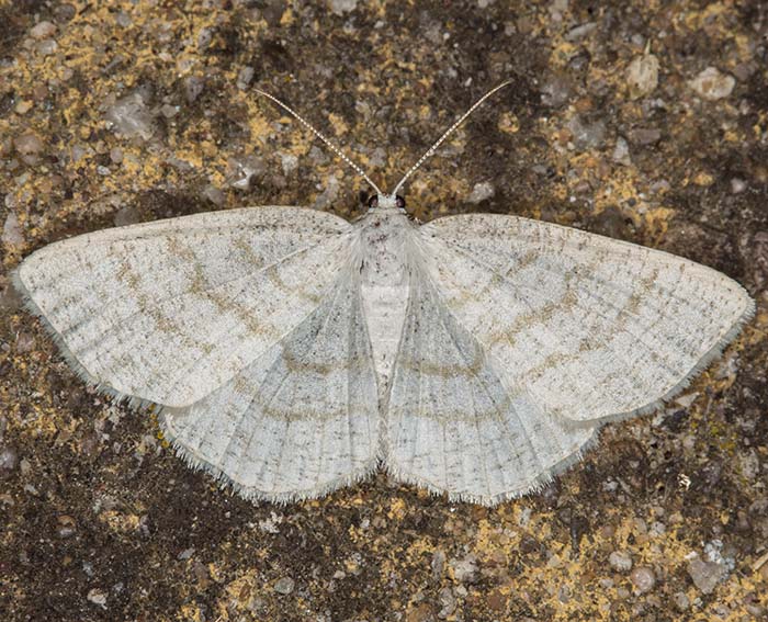 Braunstirn-Wei�spanner (Cabera exanthemata)