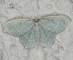 Laubwald-Gr�nspanner (Jodis lactearia) [2089 views]