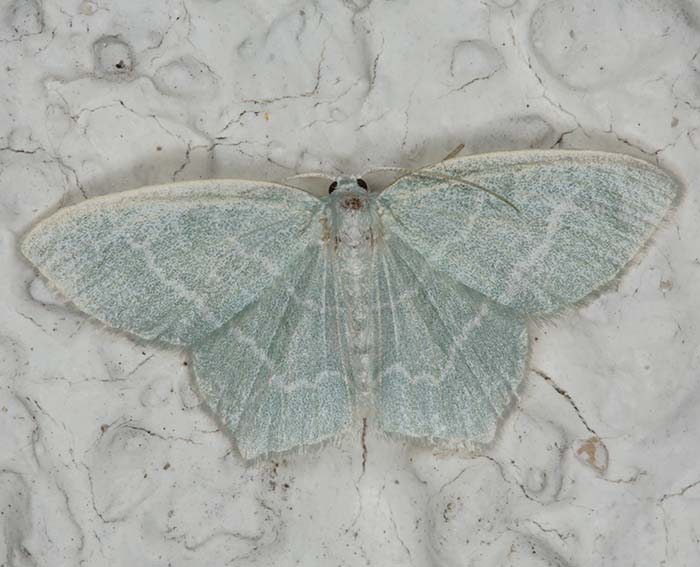 Laubwald-Gr�nspanner (Jodis lactearia)