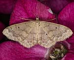 Breitges�umter Zwergspanner (Idaea biselata) [2442 views]
