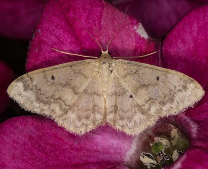 Breitges�umter Zwergspanner (Idaea biselata)