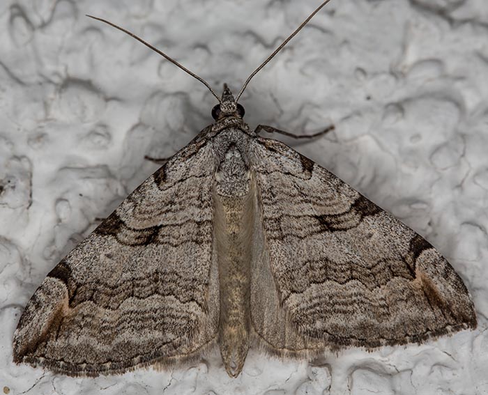 Gro�er Johanniskraut-Spanner (Aplocera plagiata)