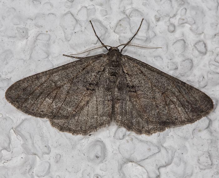 Brauner Breitfl�gelspanner (Agriopis bajaria)