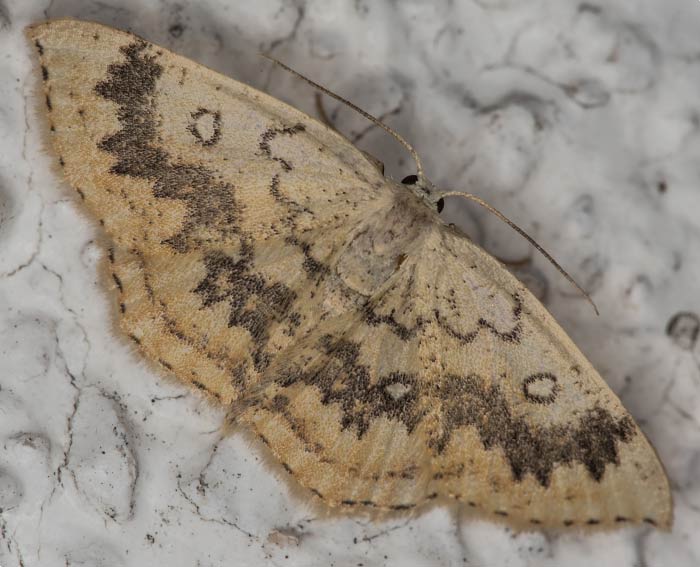 Ahorn-G�rtelpuppenspanner (Cyclophora annularia)