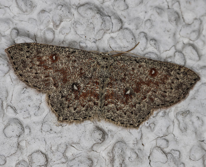 Grauer G�rtelpuppenspanner (Cyclophora pendularia)