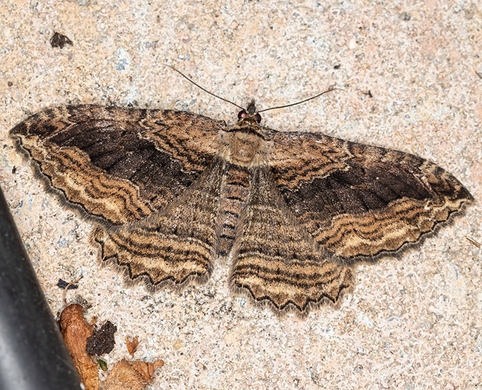 Gro�er Kreuzdornspanner (Philereme transversata)