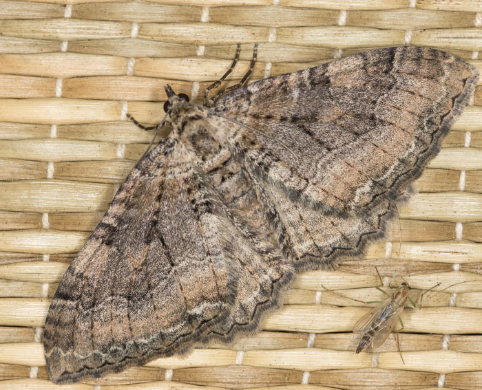 Gro�er Berberitzenspanner (Hydria cervinalis)