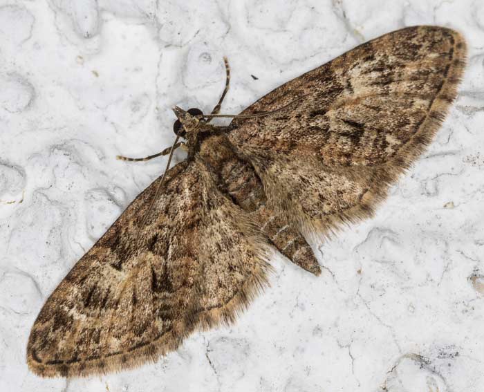 Eichen-Bl�tenspanner (Eupithecia abbreviata)