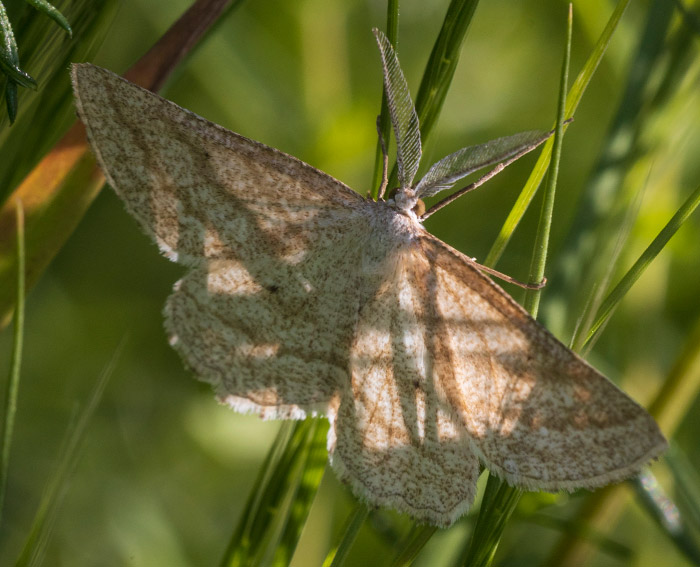 Heide-Streifenspanner (Perconia strigillaria)