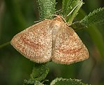 Hauhechelspanner (Aplasta ononaria) [2937 views]