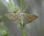 Einfarbiger Zwergspanner (Idaea dilutaria) [2763 views]