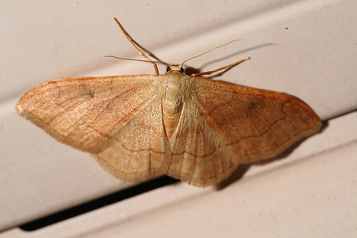 R�tlicher Zwergspanner (Idaea rubraria)