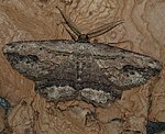 Lederbrauner Rindenspanner (Menophra abruptaria) [2884 views]