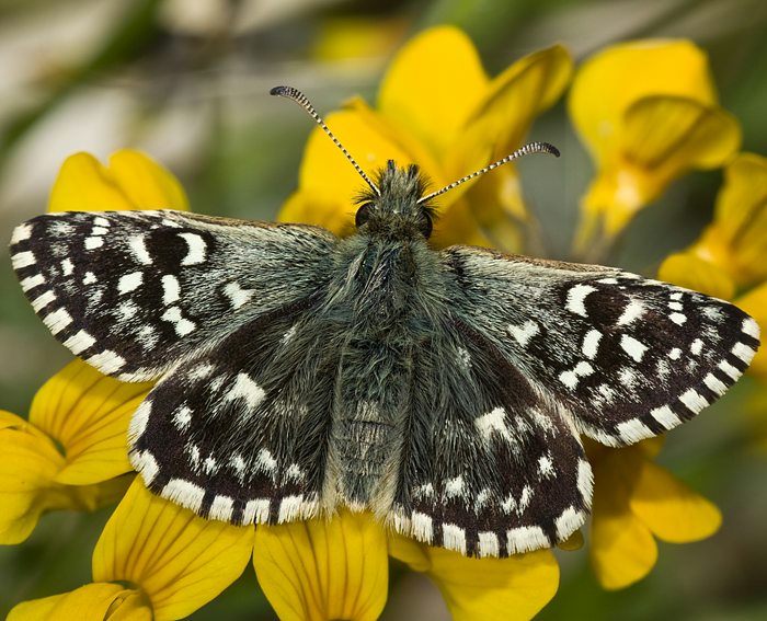 Kleiner W�rfeldickkopf (Pyrgus malvae)