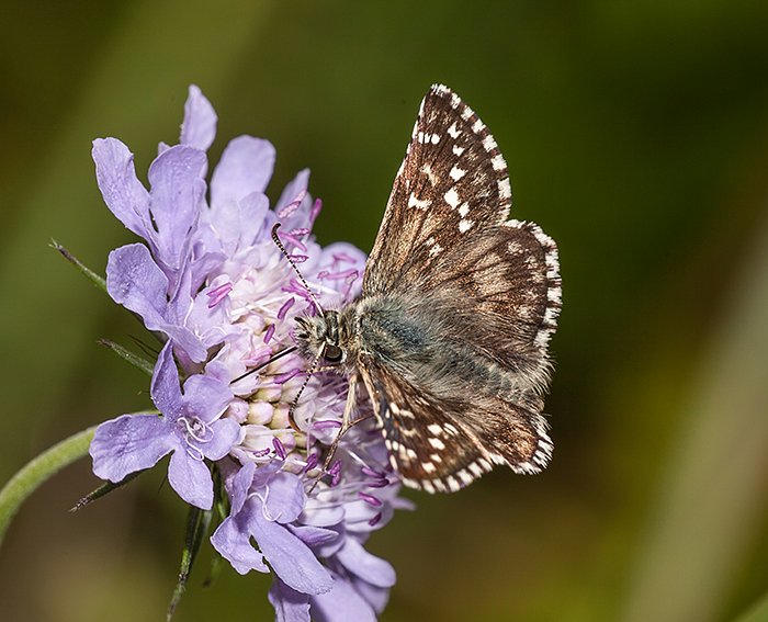 Sonnenr�schen-W�rfel-Dickkopffalter (Pyrgus alveus)
